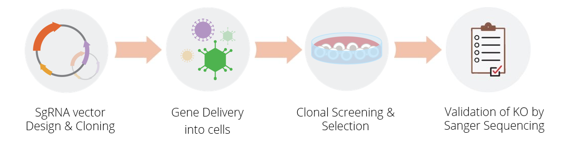 SgRNA vector Design & Cloning > Gene Delivery into cells > Clonal Screening & Selection > Validation of KO by Sanger Sequencing. 