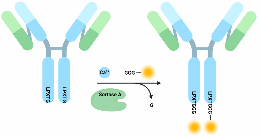 Sortase-Mediated Conjugation